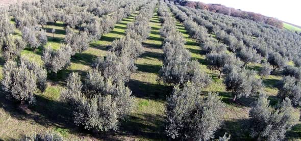 Uliveto della Tenuta Zimarino